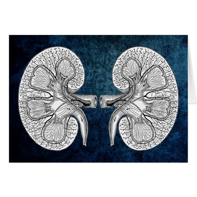 KIDNEY 2 TEKENEN (Voorkant Horizontaal)