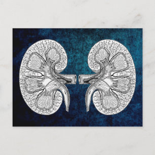 KIDNEY 2 TEKENEN BRIEFKAART