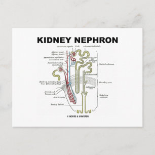 Kidney Nephron Briefkaart