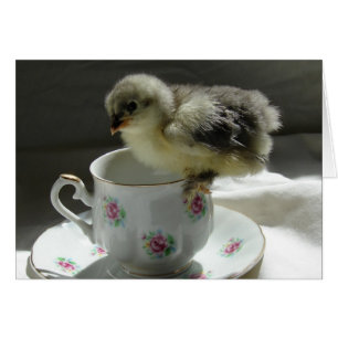 Kies een Teacup