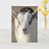 Kieuwt de Goat Kaart (Gele Bloem)