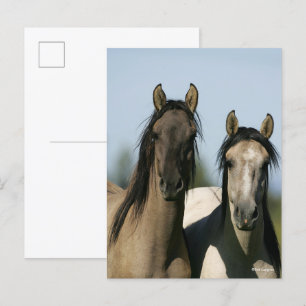 Kiger Mustang Horses die op hun kop staan Briefkaart