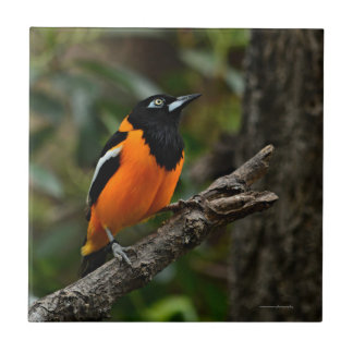 Kijk naar de hemel tegeltje