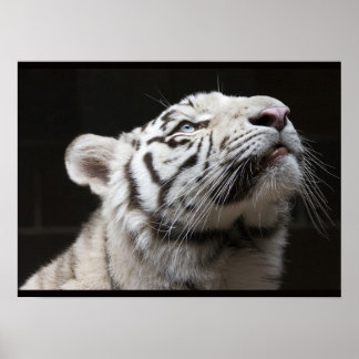 Kijk naar het Licht! Poster