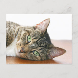 Kijk naar je kat briefkaart