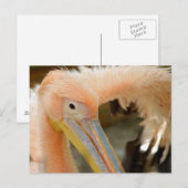 Kijk naar je Pelican Briefkaart (Voorkant / Achterkant)