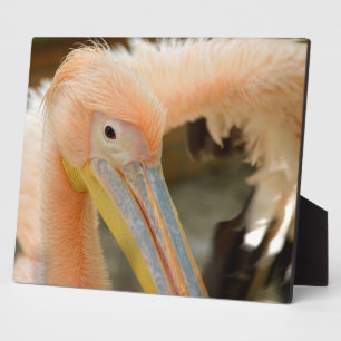 Kijk naar je Pelican Plaque Fotoplaat