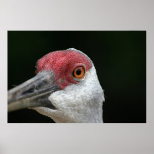 Kijk naar je [Sandhill Crane] Poster