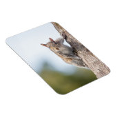 Kijk naar jou! Squirrel Magnet Magneet (Rechterzijde)
