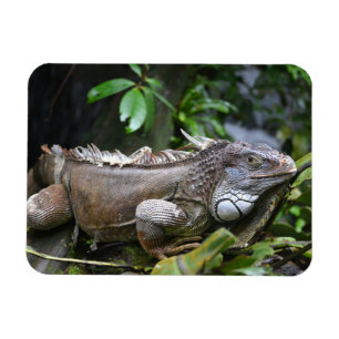 Kijk naar me Lizzard Singapore Zoo Magnet Magneet