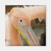 Kijk naar Pelican Magnet Magneet (Voorkant)