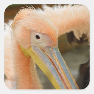 Kijk naar Pelican Sticker