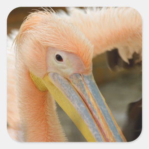 Kijk naar Pelican Sticker