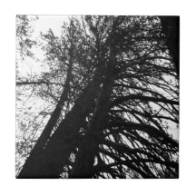 Kijk omhoog in de bomen