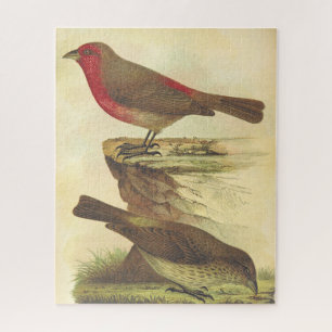 kijk, twee staande vogels puzzel