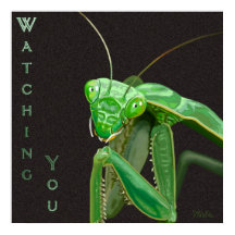 Kijken - Groene versie