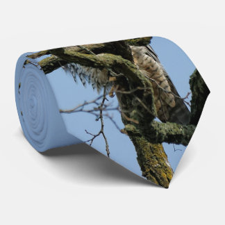 Kijken naar een majestueuze slechtvalk stropdas