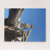 Kijken naar Mr Coyote Legpuzzel (Horizontaal)