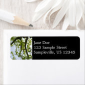 Kijkend naar de Populaire boom van de Lente Etiket (Insitu)