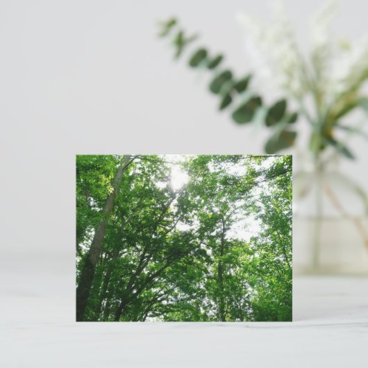 Kijkend omhoog naar de Bomen van de Zomer (Staand voorkant)