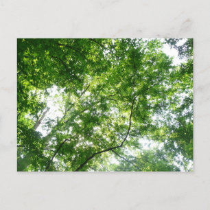 Kijkend omhoog naar de Bomen van de Zomer Briefkaart