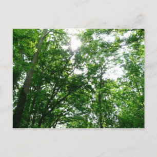 Kijkend omhoog naar de Bomen van de Zomer Briefkaart