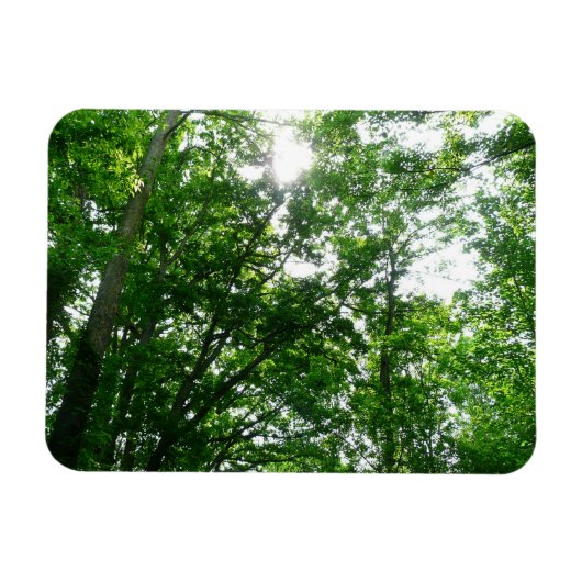 Kijkend omhoog naar de Bomen van de Zomer Magneet (Horizontaal)