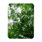 Kijkend omhoog naar de Bomen van de Zomer Magneet (Verticaal)