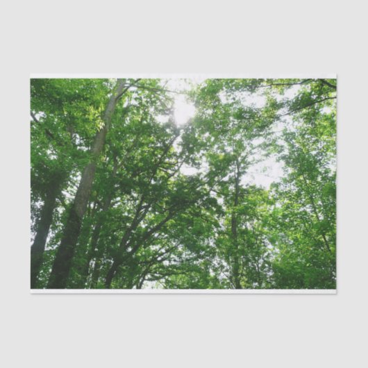 Kijkend omhoog naar de Bomen van de Zomer Tissuepapier (Voorkant)