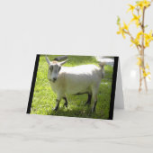 Kiki het Pygmy wenskaart van de Geit Kaart (Gele Bloem)