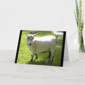 Kiki het Pygmy wenskaart van de Geit Kaart