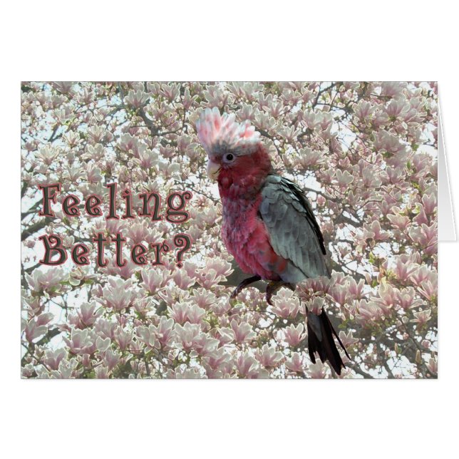 Kikkegelroze (Voorkant Horizontaal)