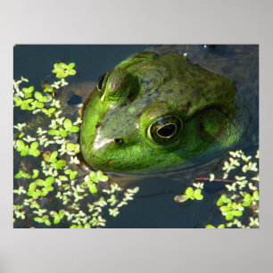 Kikker afdrukken poster