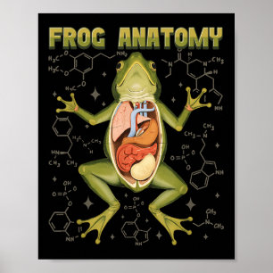 Kikker Anatomie Kikker Dissectie Biologie Amfibie  Poster
