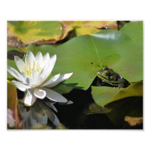Kikker Bewonder Water Lily Lotus Flower 8x10 Natuu Foto Afdruk