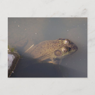 kikker briefkaart