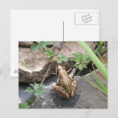 Kikker Briefkaart (Voorkant / Achterkant)