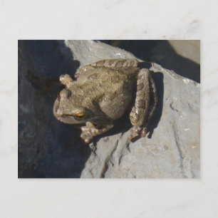 Kikker briefkaart