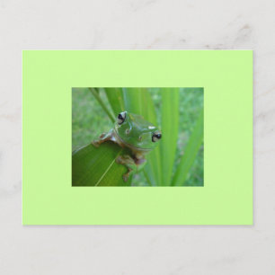Kikker Briefkaart
