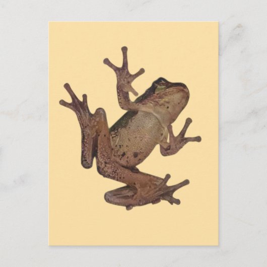 kikker briefkaart (Voorkant)