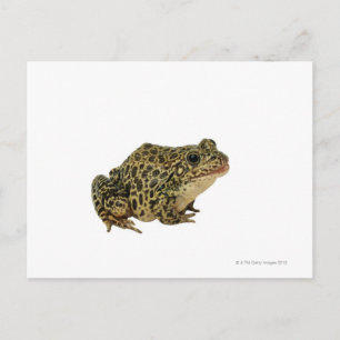 Kikker Briefkaart