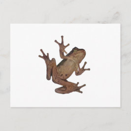 kikker briefkaart