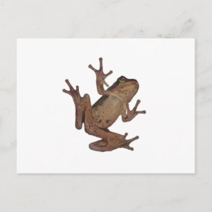 kikker briefkaart