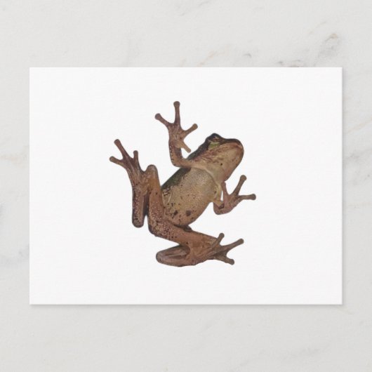 kikker briefkaart (Voorkant)
