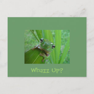 Kikker Briefkaart