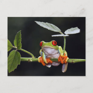 Kikker Briefkaart