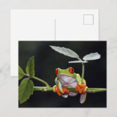Kikker Briefkaart (Voorkant / Achterkant)