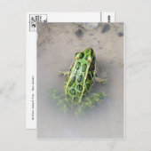 Kikker/Briefkaart Briefkaart (Voorkant / Achterkant)