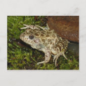 Kikker/Briefkaart Briefkaart (Voorkant)