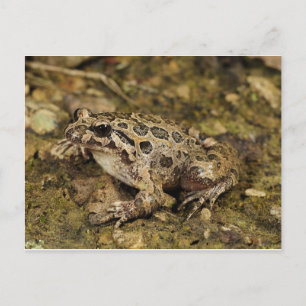 Kikker/Briefkaart Briefkaart